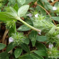 Rostellularia procumbens (L.) Nees